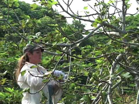 how to harvest figs