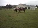 Lilly being ponied at the trot for the first time.