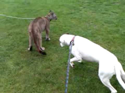 dogo argentino vs puma