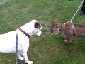 Boxer dog vs puma