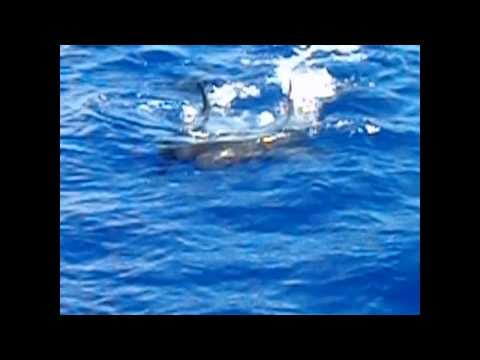 killer whale