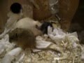 videos de Little Gerbils Rennmäuse zuckersüß =)