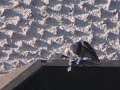 Vándorsólyom | Falco peregrinus | Peregrine Falcon Vándorsólyom | Falco peregrinus | Peregrine Falcon