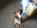 videos de Crazy pup