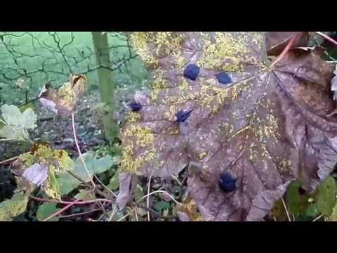 how to grow sycamore