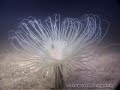 Hong Kong Marine Life Video