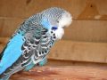 Chatty English Budgie