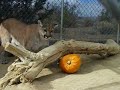 Oronda, cougar, with a pumpkin