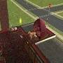 Sim dog having puppies 
