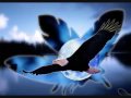 l'aigle noir