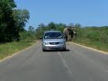 Elephant charges car in Kruger Park