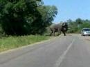 Elephant Charges Car