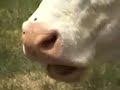 Eager Cow (Ultimate Edition)