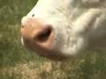 Eager Cow (Ultimate Edition)