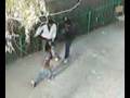 videos de bronka en el bacho 9