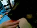 videos de Dylan va pazzo per lo yogurt!!!