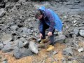 i found an ammonite