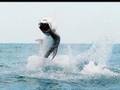 Saltwater Gamefish