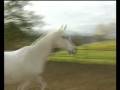 videos de Nemad, Vollblutaraber-Stute