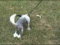 videos de Fancy's first time on leash chinese crested