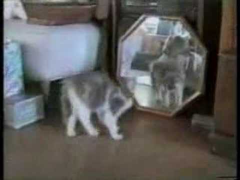 動物おもしろムービー*ネコハプニング集Youtube(ゆーちゅーぶ)・Dailymotion動画