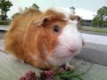 guinea pig ????????????????????