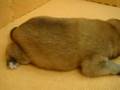 07/1-公母幼犬號-日新犬舍