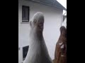 Weisse Taube Arunik