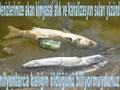 �evre kirlili�i