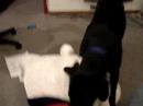Lexi vs. Polar Bump