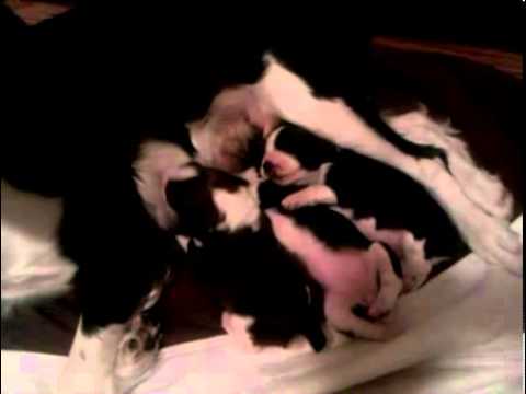 AKC English Springer Spaniel male pup