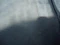 birdbrain.wmv