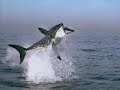 shark vs Seal