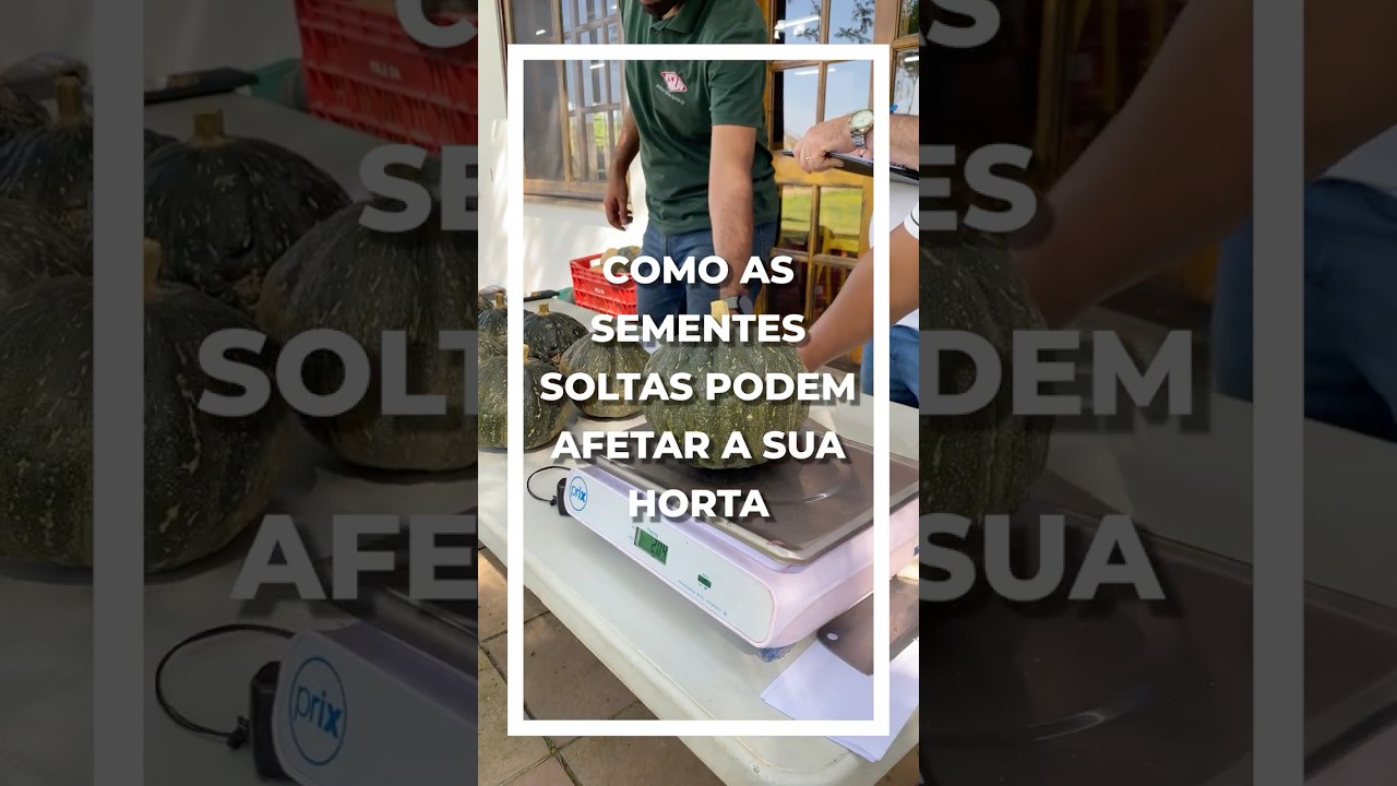 As Sementes Soltas Podem Afetar a Sua Horta #abóbora #horticultura  #dicasdecultivo