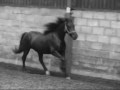 my horse dee in the indoor school. :d  

the music is 