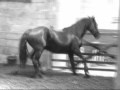 my horse dee in the indoor school. :d  

the music is 