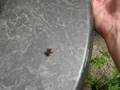 mini frog