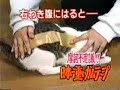 funny cat funny cat