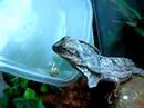 my frilled dragon pigging out!