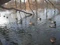 Enten schwimmen auf dem See