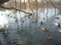 videos de Enten schwimmen auf dem See