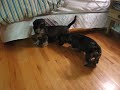 Zorro & Fanny