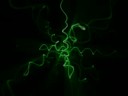 logo green lines test