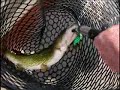 Trolling for Trout - Catching Chain Pickerel 2 Trolling for Trout - Catching Chain Pickerel 2
