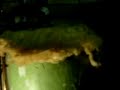 GL-Biodiesel-Reactor