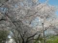 FotoSlideShowQintadiKumamoto