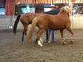 Honza Blaha, two horses at liberty