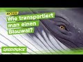 1:1 Riesen der Meere- Folge 6: Ein Blauwal unterwegs