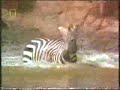 Crocodile attacked a zebra!