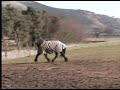 Ponies in Scotland Ponies in Scotland
